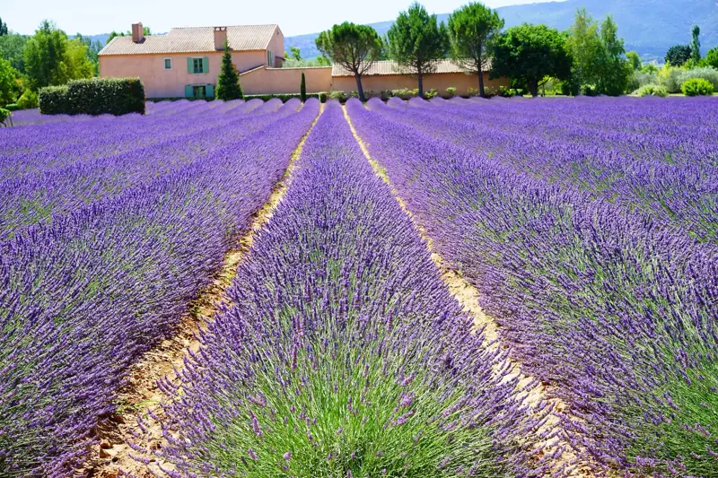 Champ de lavande dans la Drôme